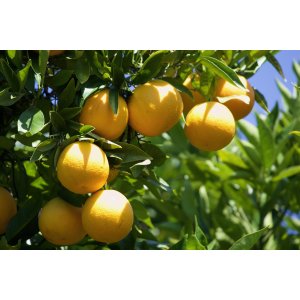 Citrónovník (Citrus limon) ´MEYERI´ - výška 15-25 cm, kont. C1L - MINI KMIENOK